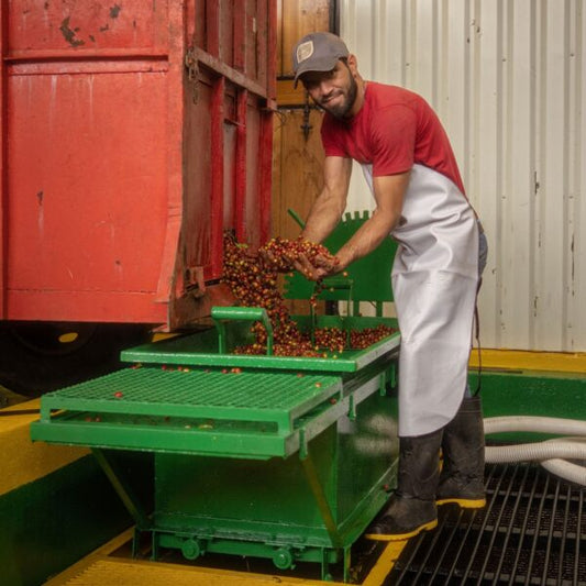 The Rise of Hybrid Coffee from Costa Rica: Pura Vida Coffee Collection