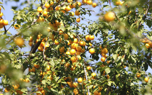 The Mirabelle Plum Queen