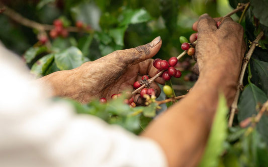 The Rise of Hybrid Coffee from Costa Rica: Pura Vida Coffee Collection