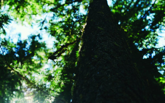 On the Wonderland Trail