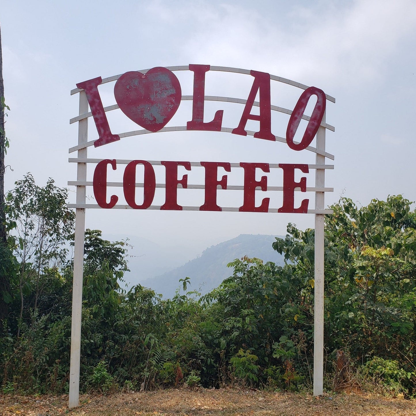 Laos Peaberry