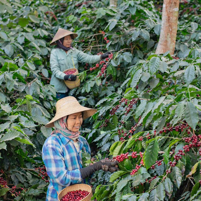 Myanmar Green Land