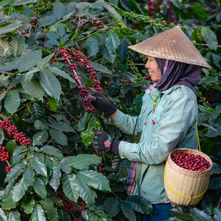 Myanmar Green Land